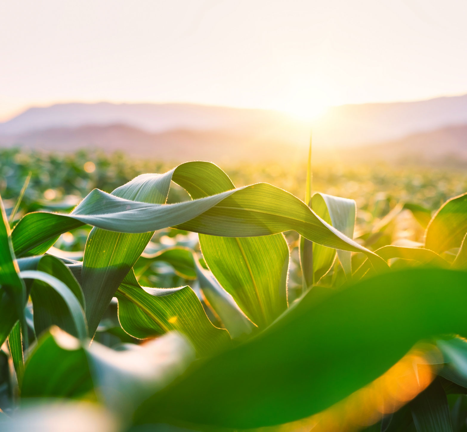 frieling_homepage_headerbild