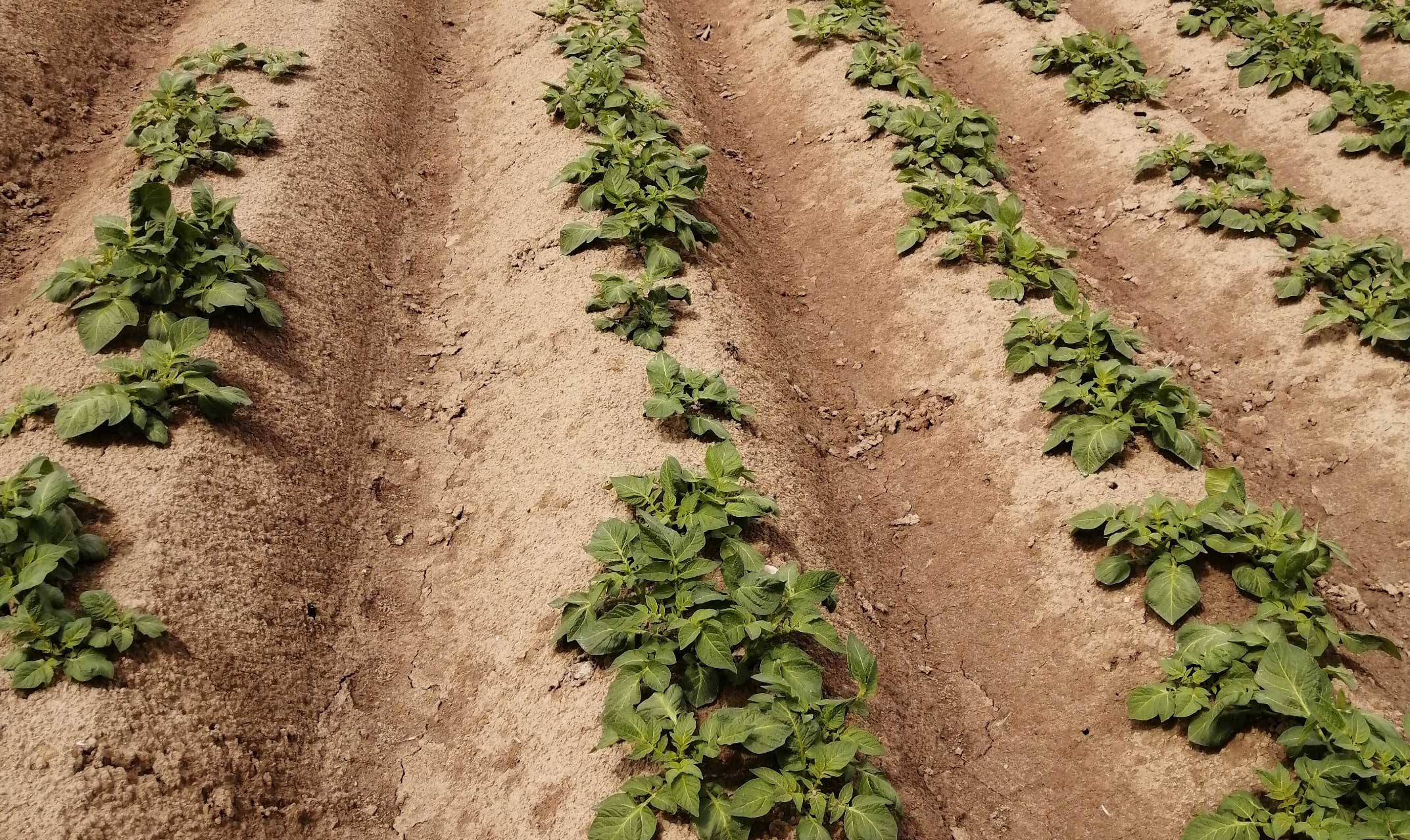 leinequelle_ackerbau_foto-1