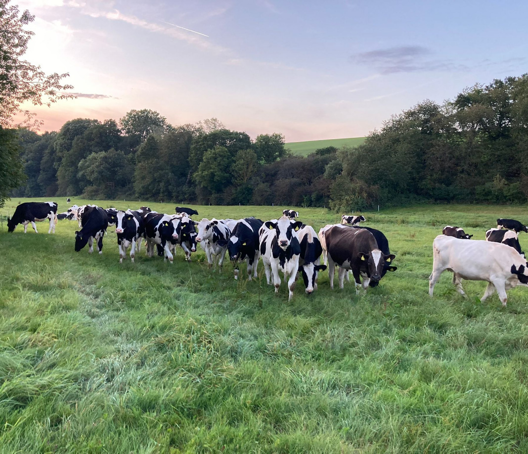 leinequelle_milchvieh_foto-4