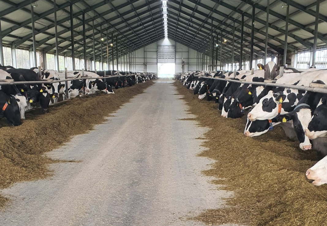 leinequelle_milchvieh_fuetterung